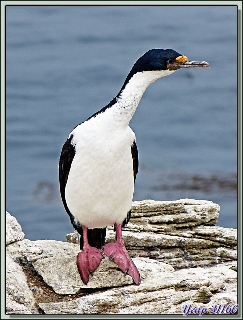 Cormorans impériaux (Leucocarbo atriceps) - New Island - Falkland Islands, Iles Malouines, Islas Malvinas
