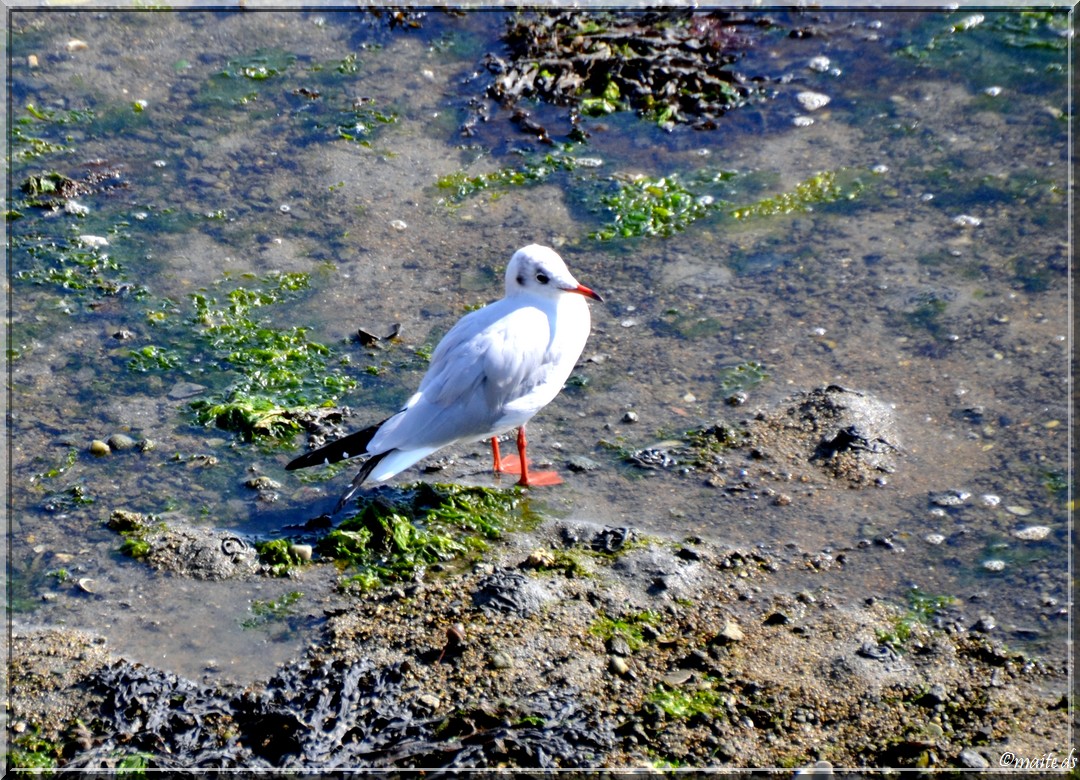 Dans les rues de Concarneau