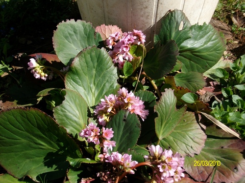 MES  PREMIERES  VIOLETTES  AU  JARDIN.