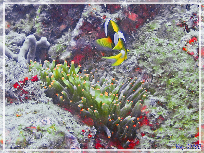 Anémone à bouts renflés ou à tétines, Bulb-tentacle sea anemone (Entacmaea quadricolor) et Poisson-clown de Madagascar (Amphiprion latifasciatus) - Spot Antsoha - Tsarabanjina - Mitsio - Madagascar 