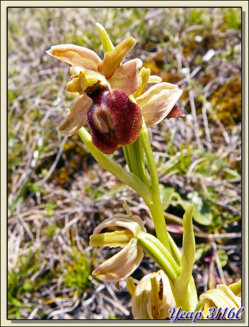 Balade "orchidées": ophrys araignée (Ophrys aranifera) - Aulon - 31  (Flore)