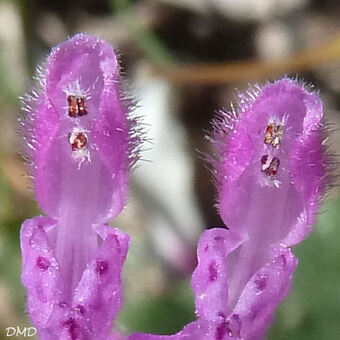 Lamium amplexicaule - lamier à feuilles embrassantes