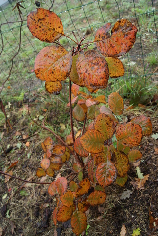 Impressions d'automne.