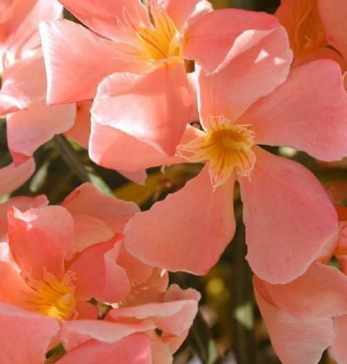 Fleurs cultivées : Laurier rose