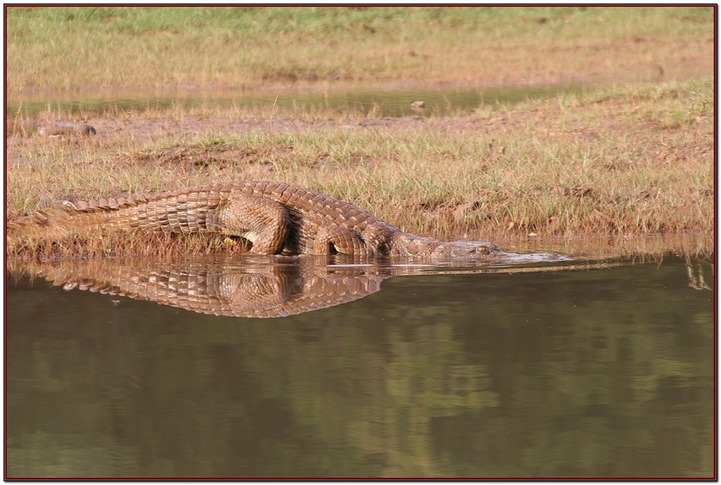 FAUNE SENEGALAISE   FIN 