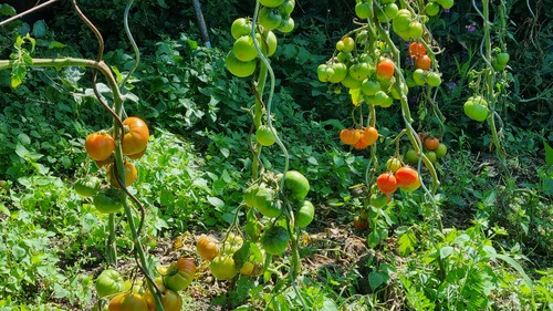 Les tomates de jardin