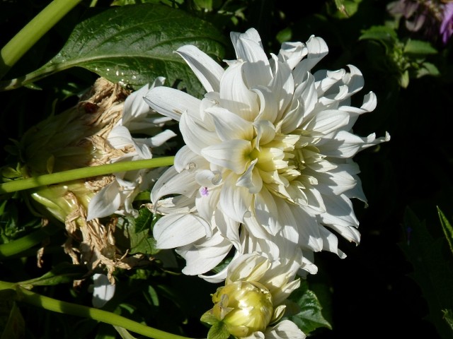 Eté Metz en fleurs 9 mp1357 2011