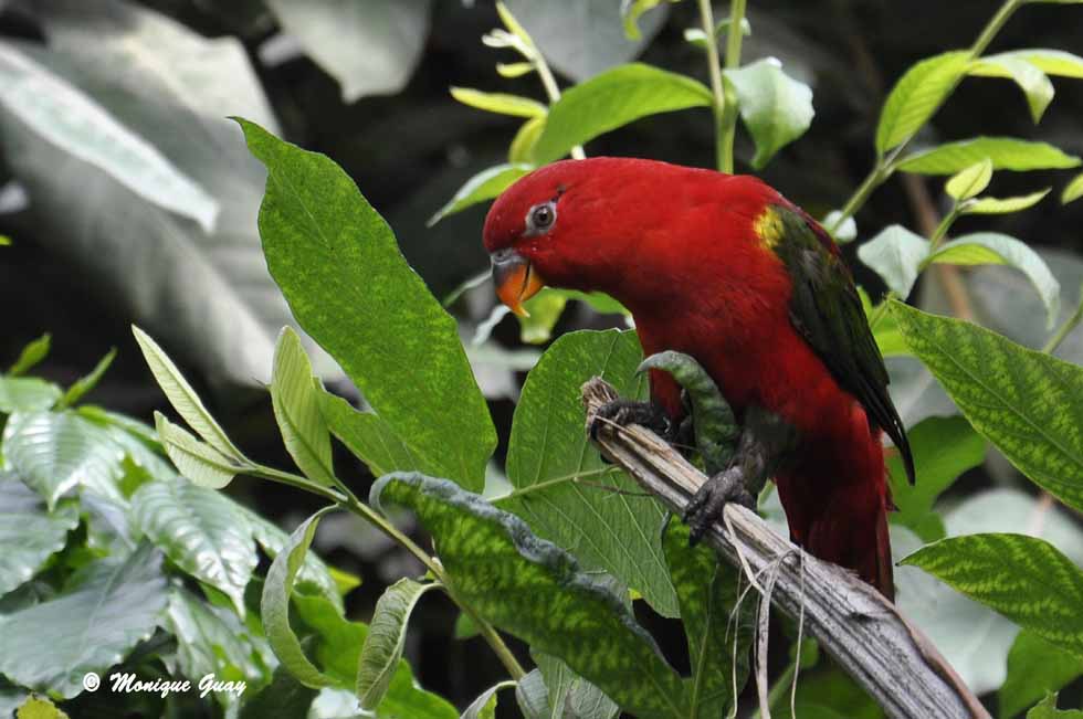 Lori des Moluques (Lorius garrulus)