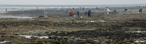 Les pêcheurs à pied sont nombreux en ce jour de grandes marées.