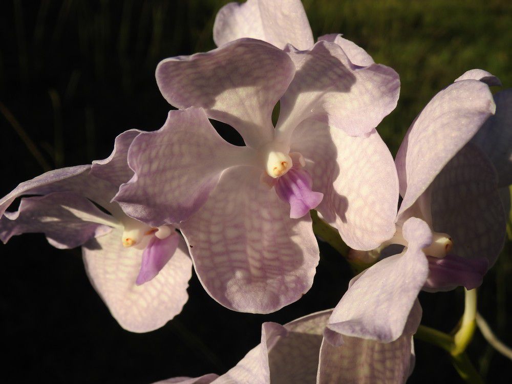 Mes orchidées vandas - août 2020...