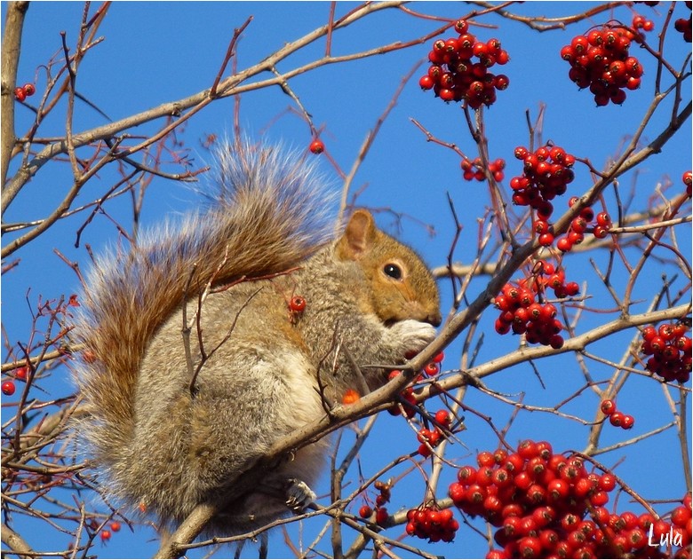 Fruits du Crataegus phaenopyrum