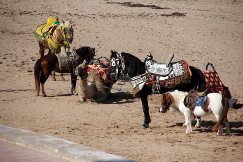 D'Essaouira à El Jadida