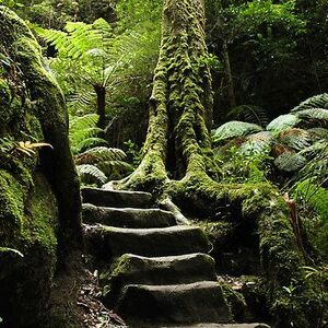 Dilshara Hill - Old Stone Steps - Blue Mountains