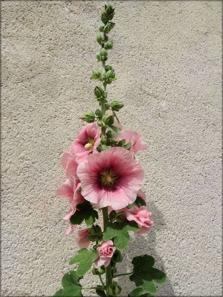 Photo de roses trèmières de citadelle de Blaye