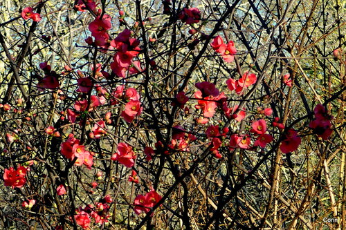 Les fleurs du pommier du Japon