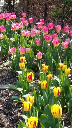 parc floral - les tulipes 