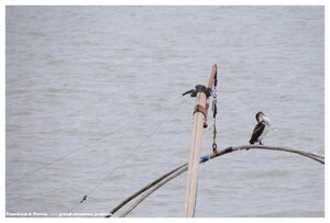 Grand cormoran juvénile 