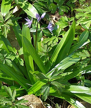 scillaliliohyacinthusaa