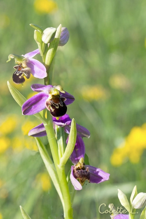 Orphys abeille