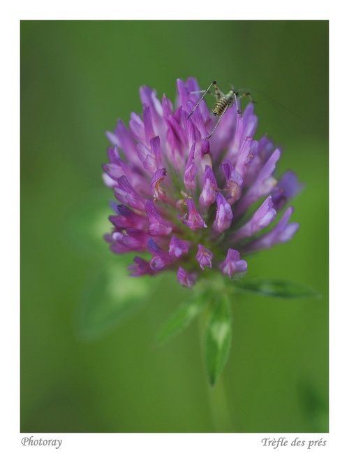 Fleur des prés