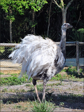 Photo d'autruches (Zoo du bassin d'Arcachon)