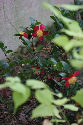 camellia sasanqua Yuletide