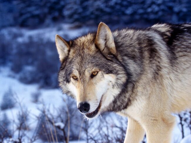 10 images de Loups