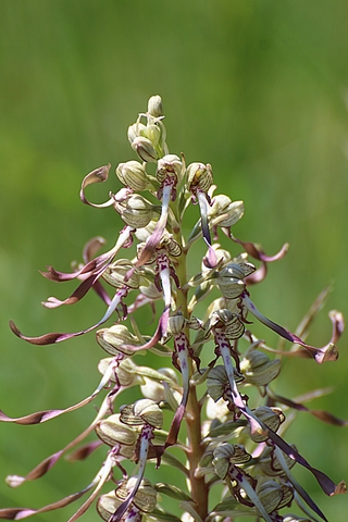 Orchis bouc, Himantoglossum hircinum
