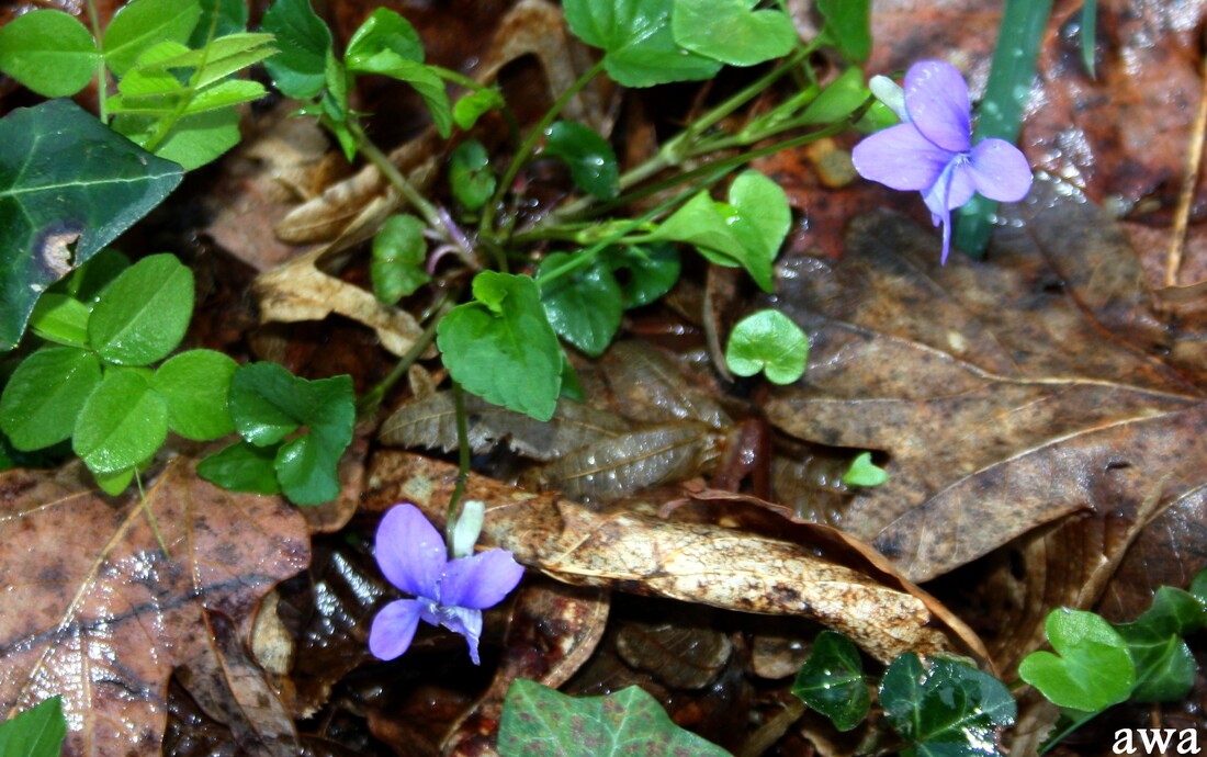 Nature sauvage au printemps