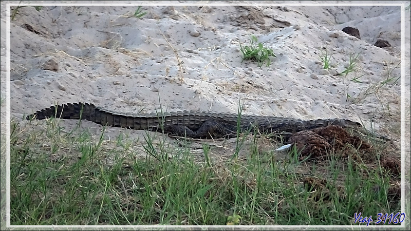 Les belles dents du Crocodile du Nil (Crocodylus niloticus) - Fleuve Zambèze - Zimbabwe