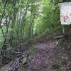 Montée dans le bois de Belonce vers le col de Lagréou en suivant les balises du PN