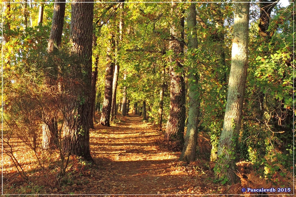 Automne au parc de la Chêneraie à la Hume - Octobre 2015 - 4/7