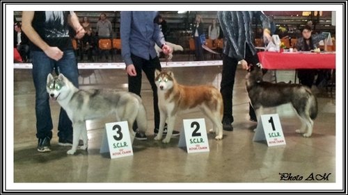 Exposition canine de Perpignan (25 janvier 2014)