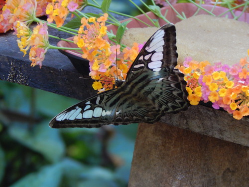 papillons