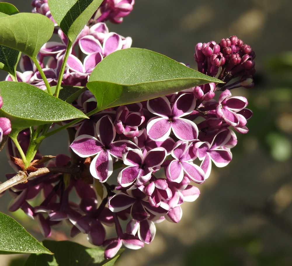 Quelques fleurs dans mon jardin, en avril...