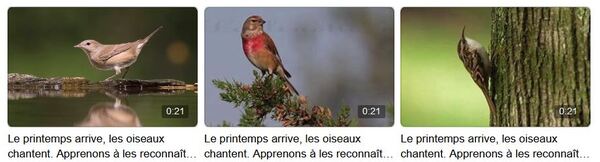 Les oiseaux de la forêt et leurs chants, présentés magnifiquement par la Maison de la Forêt....
