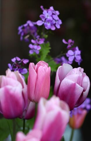 Tulipes Promesse de Fleurs (2/3) : Holland Beauty + Mistress