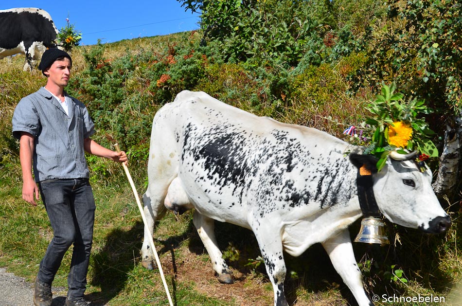 transhumance alsace vosges munster