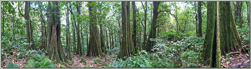 Vue panoramique sur la forêt de Châtaigniers tahitiens, Mape (Inocarpus fagifer) - Autour du Belvédère - Moorea - Polynésie française