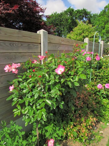 Jardin d'ailleurs... chez Laurence