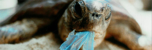 La pollution des océans par le plastique