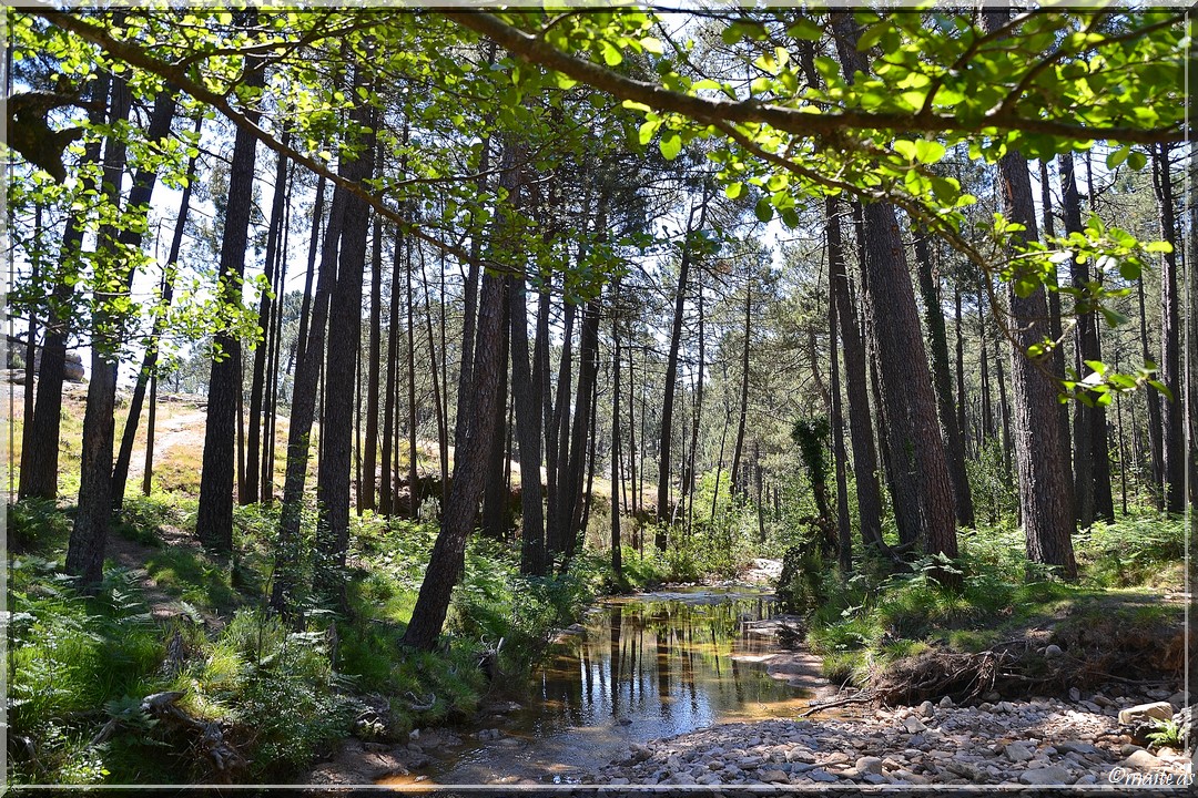 Forêt de l'Ospédale - Corse