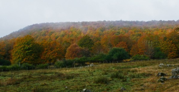 Forêt automne