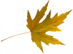 Tubes feuilles
