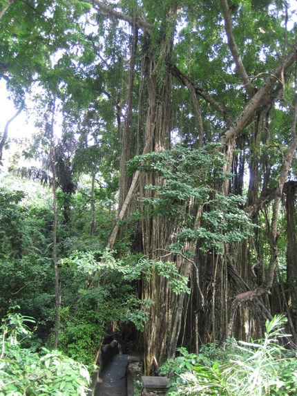 La forêt des singes - Ubud Bali
