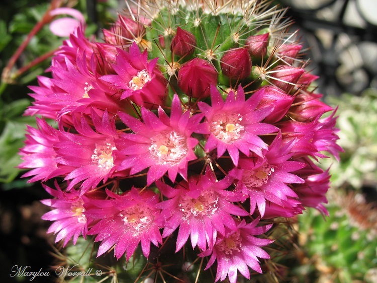 Mes cactus fleurissent