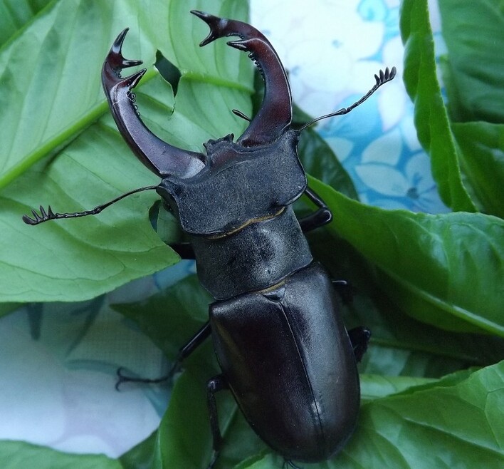 Mes amis les animaux :Lucanus 