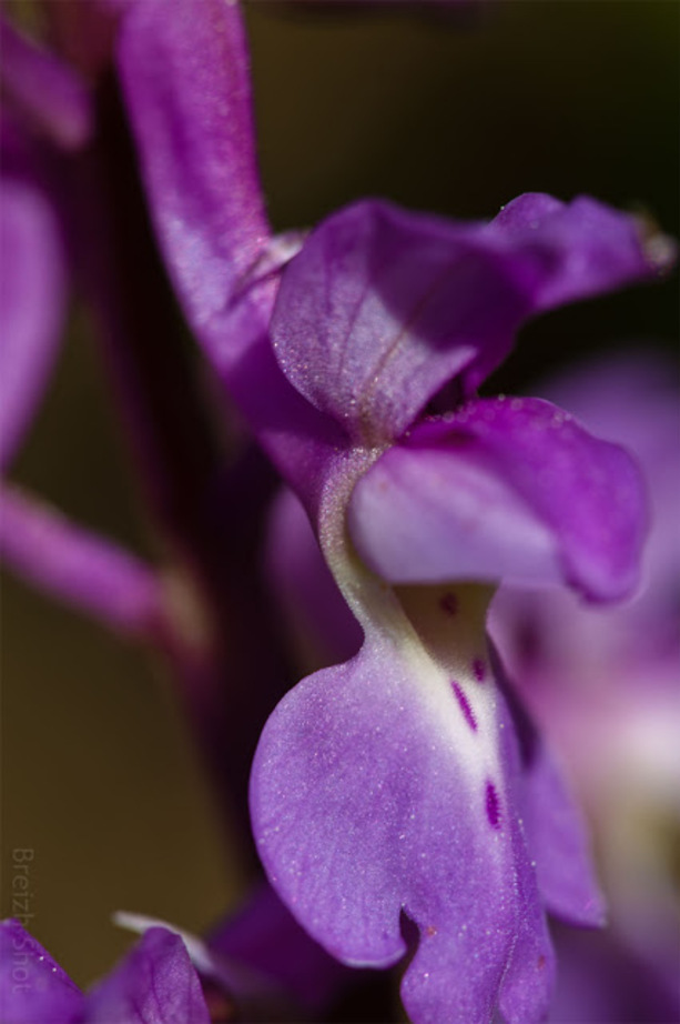 Fleur d'orchis à larges feuilles