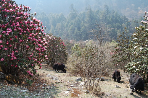 Katmandou et trek au langtang