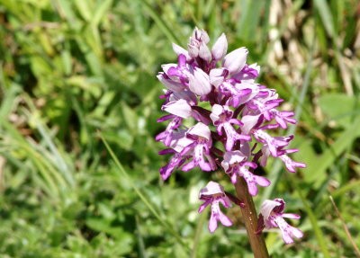 orchis-militaire-pagny-mont02.jpg